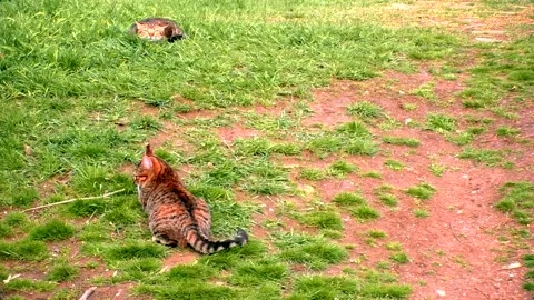 Street cats Stock Footage 301232677