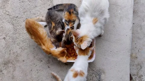 Street Cats Stock Footage 333055950