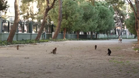 Street-cats Stock Footage 335763544