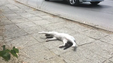 Street cats Stock Footage 344639089