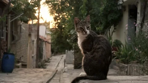 Street cats in Greece. Stock Footage 200009741