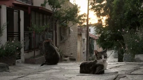 Street cats in Greece. Stock Footage 200011036