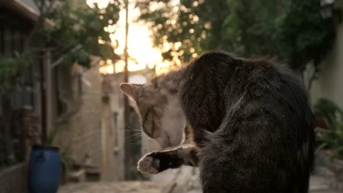 Street cats in Greece. Stock Footage 200013364