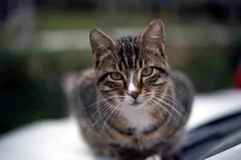 Street cats Stock Photos