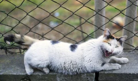 Street cats Stock Photos