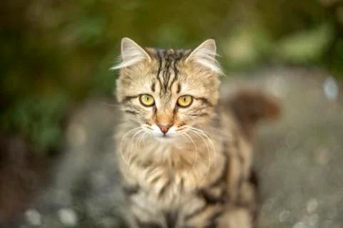 Street cats Stock Photos