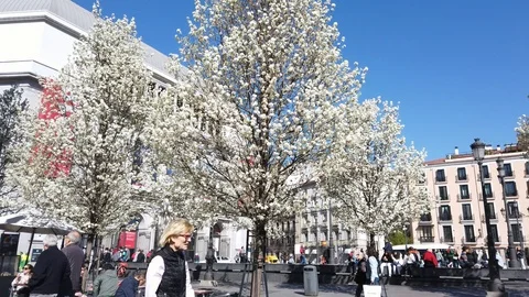 STREET IN CENTRAL MADRID Stock Footage 107200261