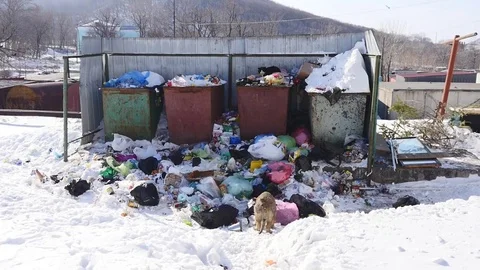 Street dog eats garbage Stock Footage 72533747