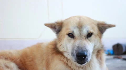 Street dog 库存影片 48930157