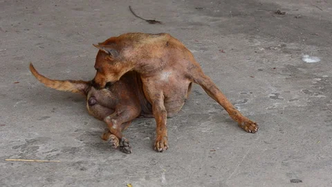 Street dog Stock Footage 143814141