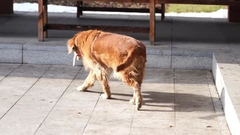 Street dog Stock Footage 324436982