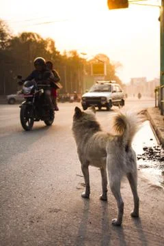 Street dog Kathmandu Stock Photos