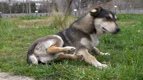Street dog scratching its back while relaxing on green grass meadow Vidéo 267188728