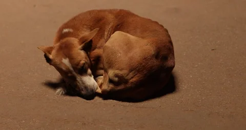 Street Dog sleeping Stock Footage 324525295