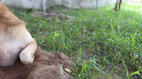 Street dog stand alone Vidéo 40574580