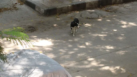 Street-dog-wondering-during-lockdown-india Stock Footage 128465563