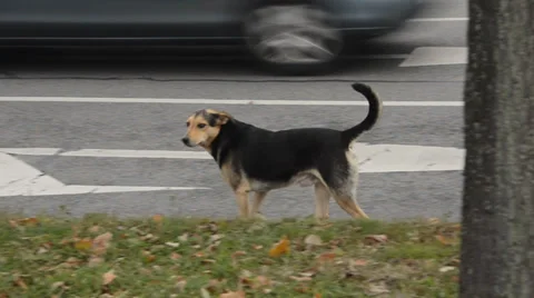 Street dogs Stock Footage 33044136