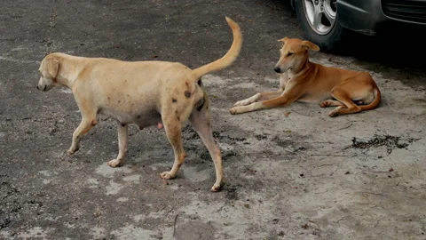 Street Dogs Stock Footage