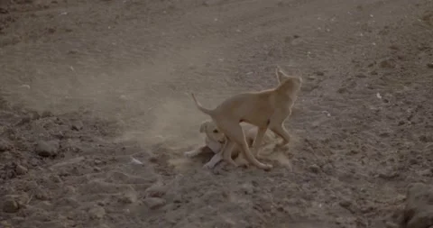 Street dogs playing in mud Stock Footage