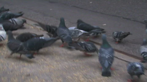 Street doves 2 hdp Video stock 478368