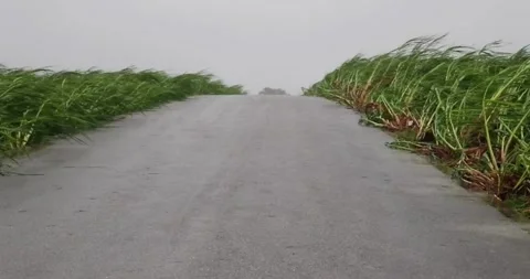 Street during tornado or hurricane winding and binding grass storm warning 動画素材 334647637