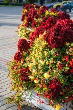 Street flowerbed Stock Photos
