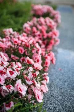 Street flowerbed Stock Photos
