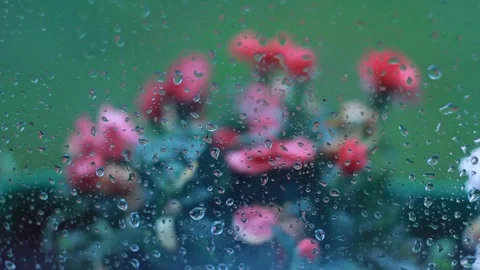 Street flowers outside the window, drops of rain on the glass Stock Footage 91663251