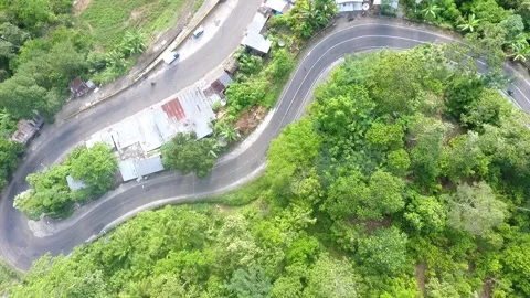Street forest Video stock 210336453
