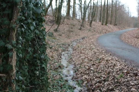 Street in the forest Foto stock