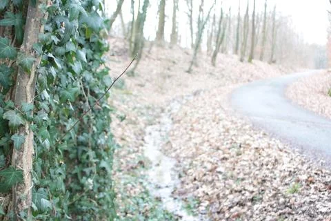 Street in the forest Foto stock