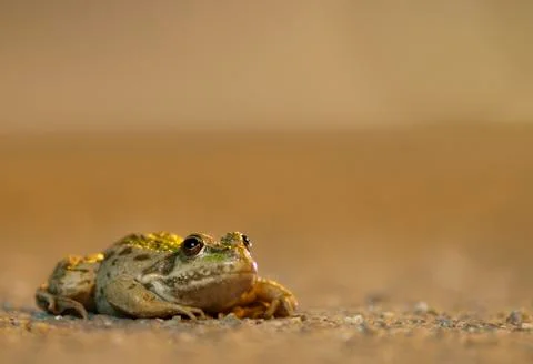 Street frog Fotos de archivo
