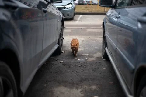 Street ginger cat Foto stock