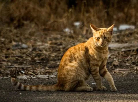 A street ginger cat posing for the camera Stock Photos