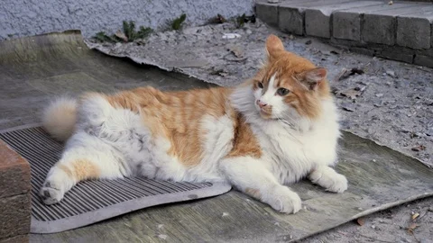 Street ginger, red cat without one leg. Three leg. Disabled pet. Yard 스톡 동영상 106365547