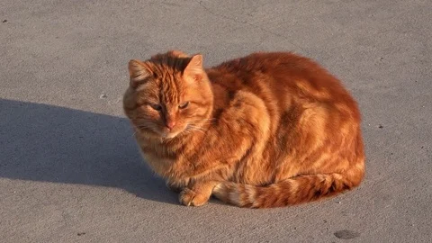 Street ginger tabby cat Stock Footage 71766884