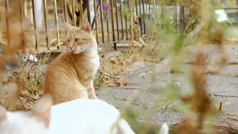 Street ginger tabby cat sits outdoor, looking curiously, while a white kitten is Stock Footage 316594149