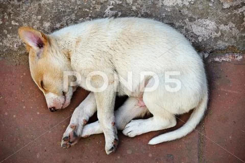 Street homeless mongrel puppy Stock Photos