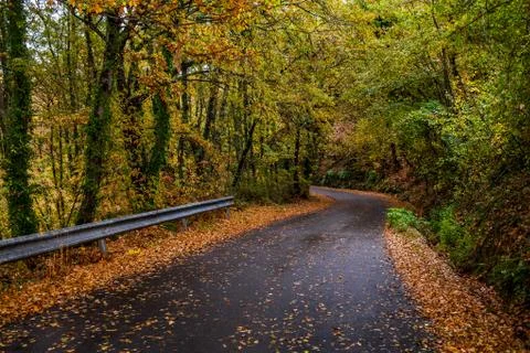 Street Inside Forest Фото