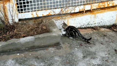 Street kittens are playing Video stock 239265926
