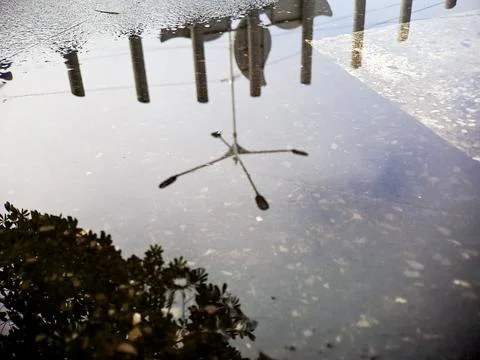 Street lamp and tree reflection in a puddle of water on a concrete surface .. Stock Photos