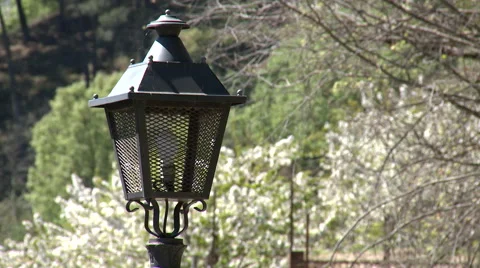 Street lamp in front of cherry trees in bloom Stock Footage 49056760