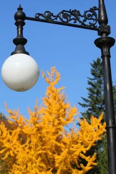 Street lamp in the park on a background of yellow green trees Stock Photos