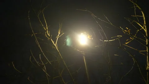 Street Light with Bare Branches No Leaves Skeleton Branch Tree Evening Night Stock Footage 234875037