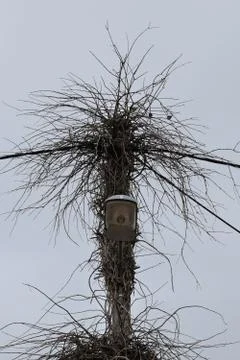 Street light branches Foto stock