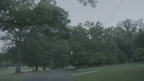 A street light glows in the trees at blue hour Stock Footage 149145923