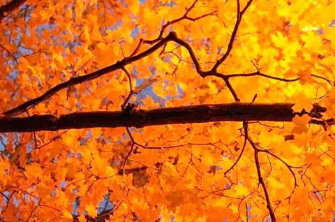 Street light illuminating Maple tree Stock-Fotos
