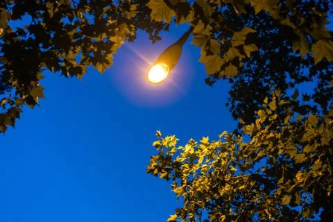 Street light night with tree blue hour evening Stock Photos