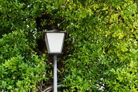 Street light pole surrounded by a tree with leaves Stock Photos