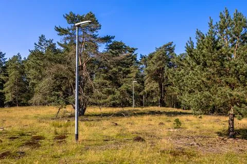 Street light setup in the middle of the forest Foto stock